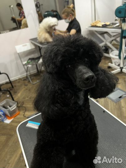 Грумер на дому или с выездом