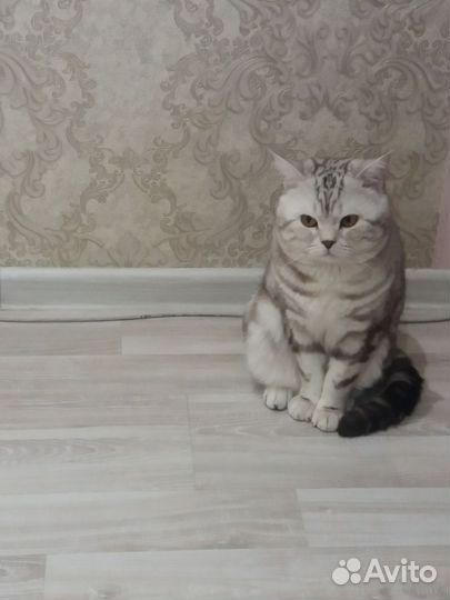 Вязка Шотландский кот