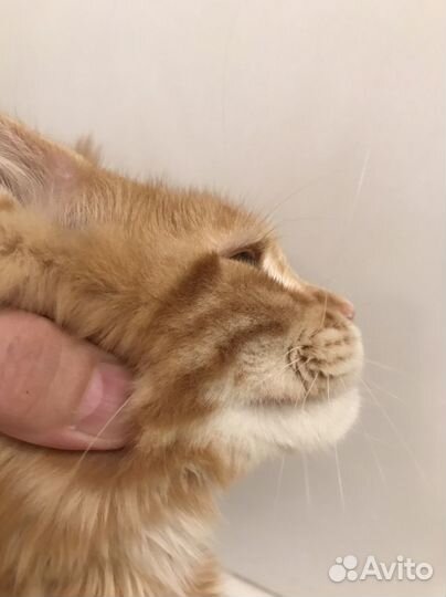 Кошечки с документами из питомника