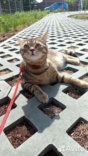 Кот в добрые руки