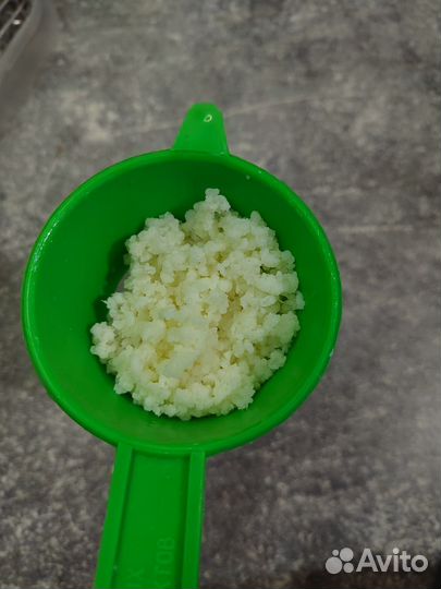 Тибетский молочный гриб