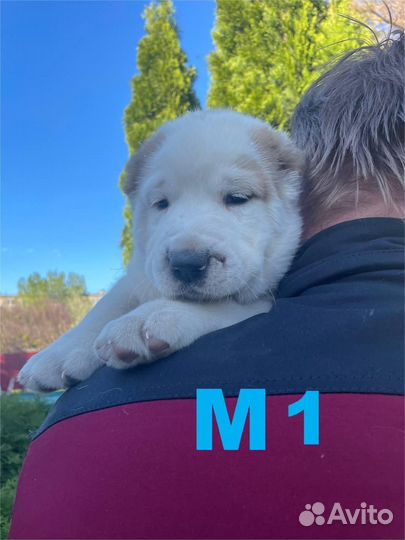 Щенки Алабая