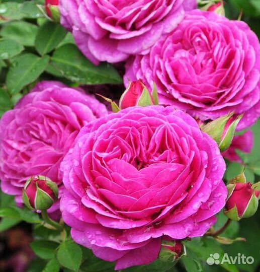 Розы сортовые