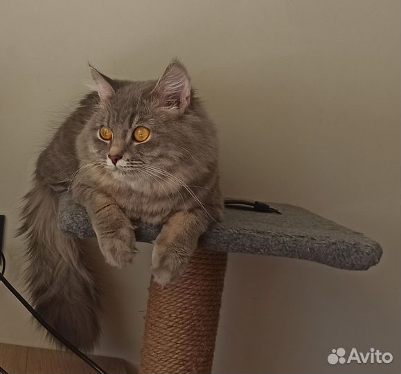 Сибирский котик