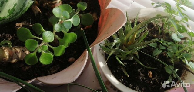 Аихризон, хавортия, хлорофитум