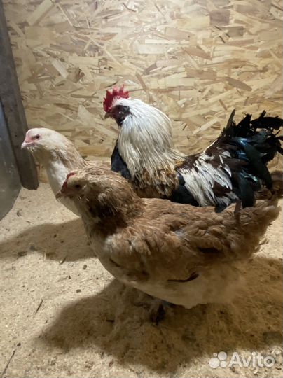 Инкубационное яйцо фавероль