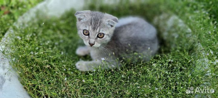 Сиамские котята