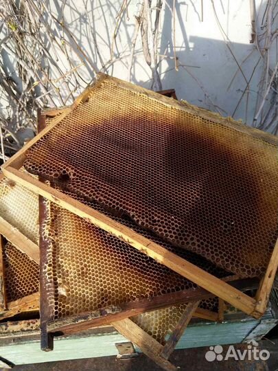 Пчелы. Продам пчелосемьи