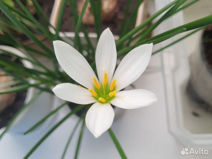 Зефирантес белый