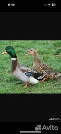 Подсадные утки