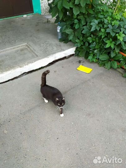 Кошка в добрые руки