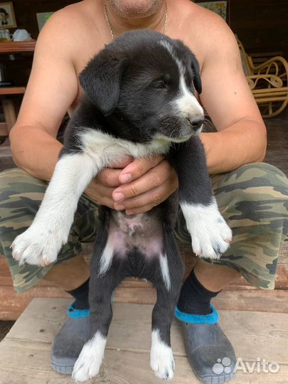 Сторожевые щенки в добрые руки