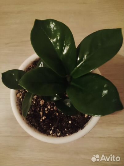 Замиокулькас зензи