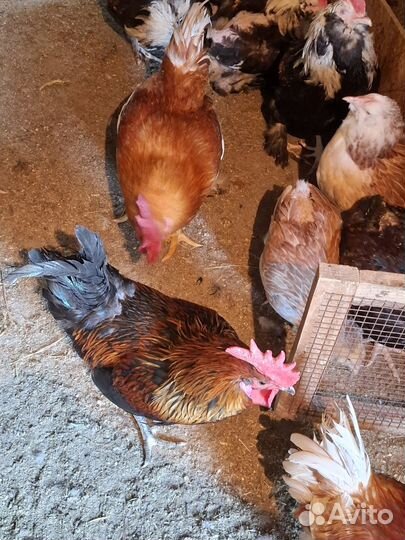Молодые породистые петухи на племя