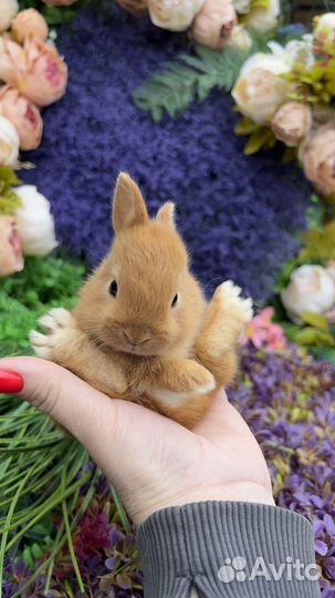 Кролики домашние