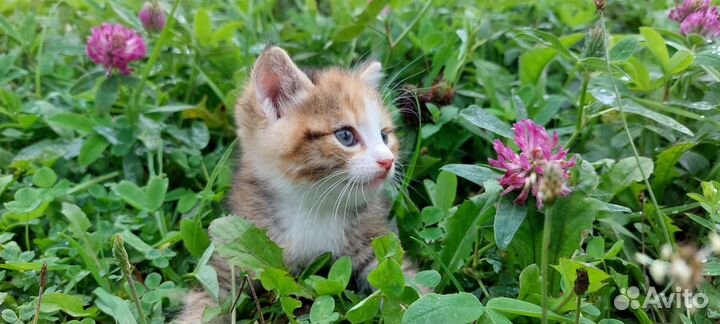 Котятам очень нужен дом