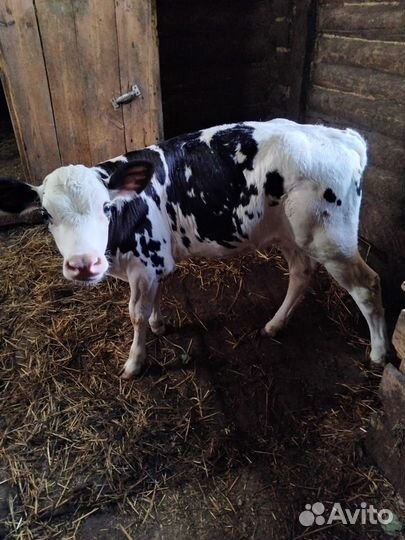 Продается телка 1 месяц