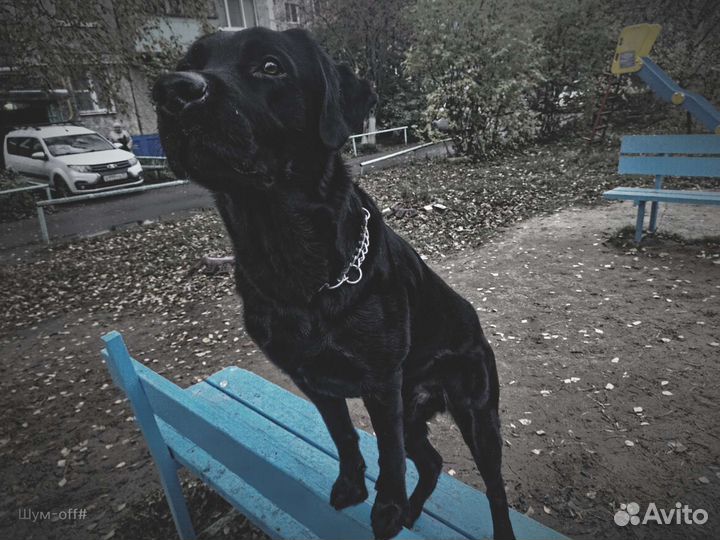 Кобель лабрадора вязка