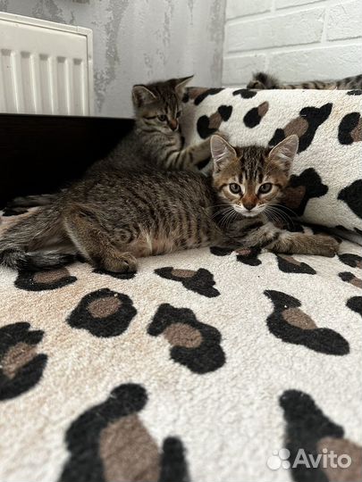 Котята камышовые девочки