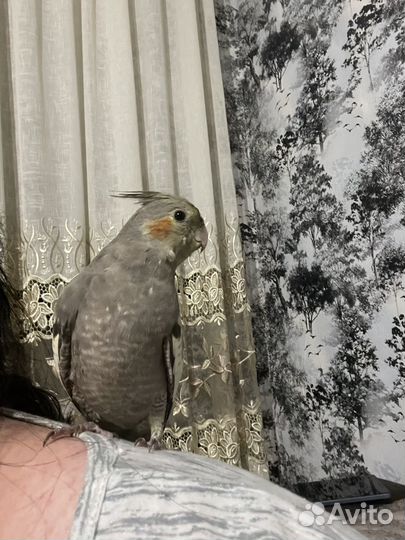 Попугай Корелла ручной