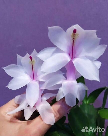 Укоренëнный Декабрист Шлюмбергера