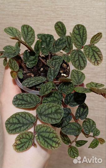 Пеллиония Пульхра