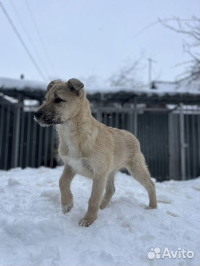 Щеночек в добрые руки