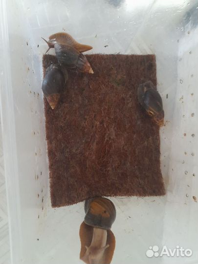 Улитки ахатина