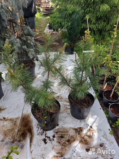 Pinus koraiensis 'Jack Corbit' 80-120cм