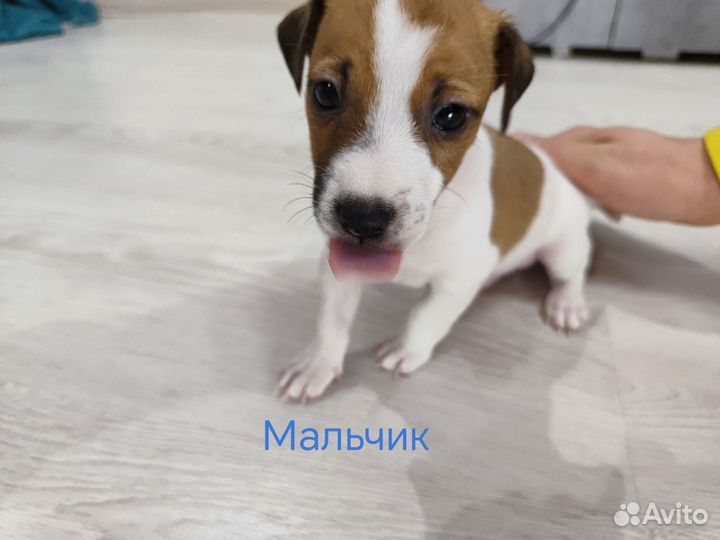 Щенки джек рассел терьер