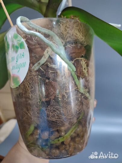 Орхидеи Амадора