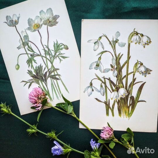 Набор открыток Цветы