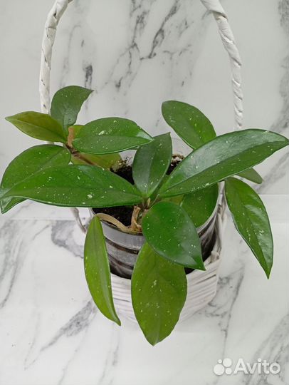 Хойя карноза