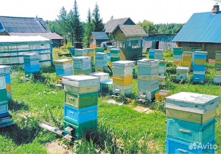 Продам пасеку, ульи