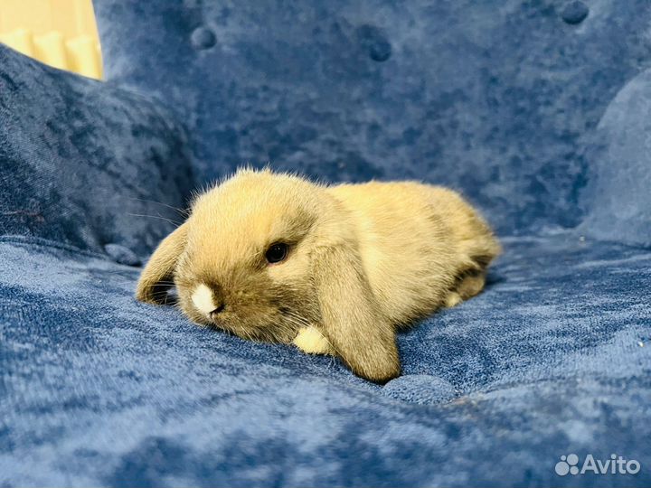 Кролики вислоухие