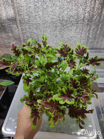 Колеусы сортовые