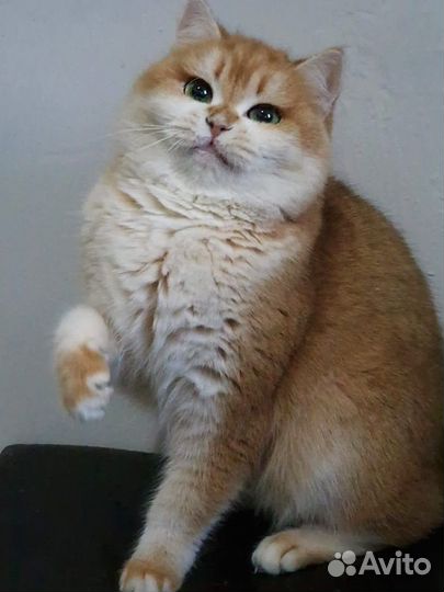 Кошка породистая