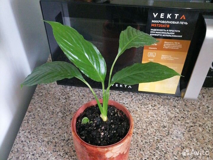 Спатифилиум