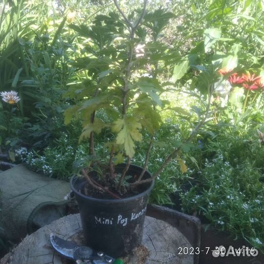 Садовые цветы и растения. Хризантема и Примула