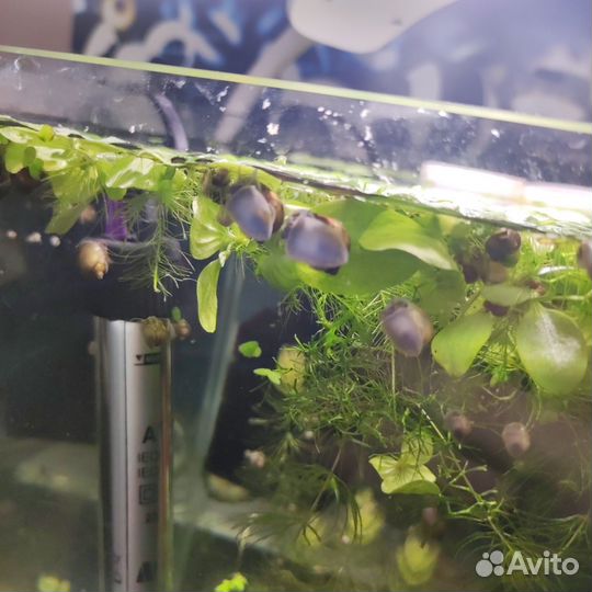 Улитки ампулярии цветные, улитки маризы