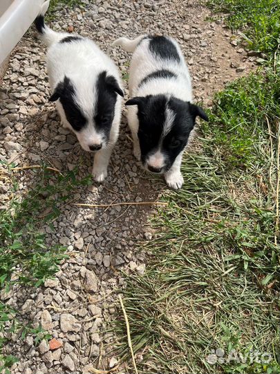 Маленькие собачки в добрые руки
