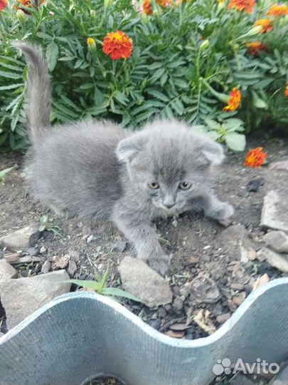 Кошка в дар бесплатно