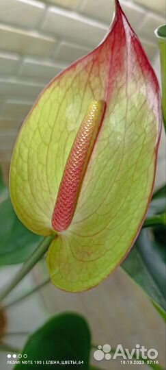 Антуриум Ягуар Грин