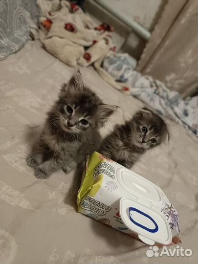 Кот и кошка