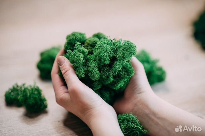 Стабилизированный мох