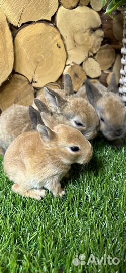 Кролик карликовый рэкс из питомника