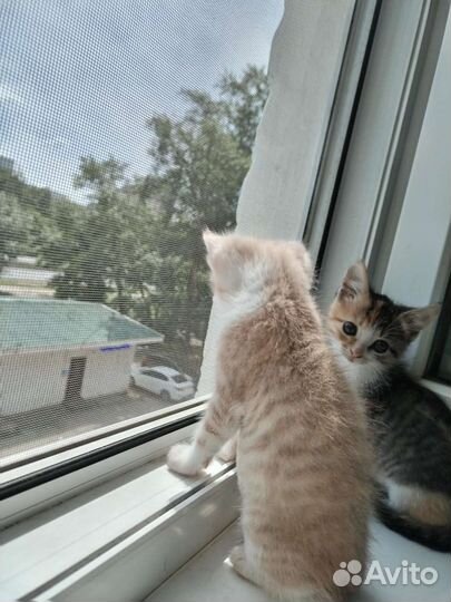 Кошка в дар