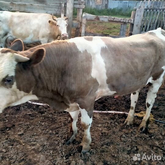 Продажа крс обмен на овец