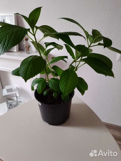 Гортензия крупнолистная Мариеси