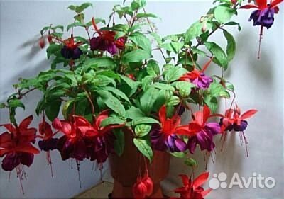 Фуксия сортовая